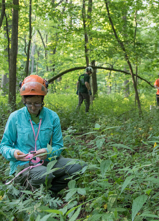 Forest ecologists working onsite in the woods at the Morton Arboretum.