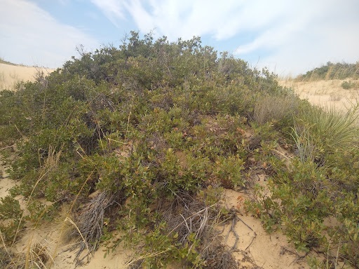 The Morton Arboretum