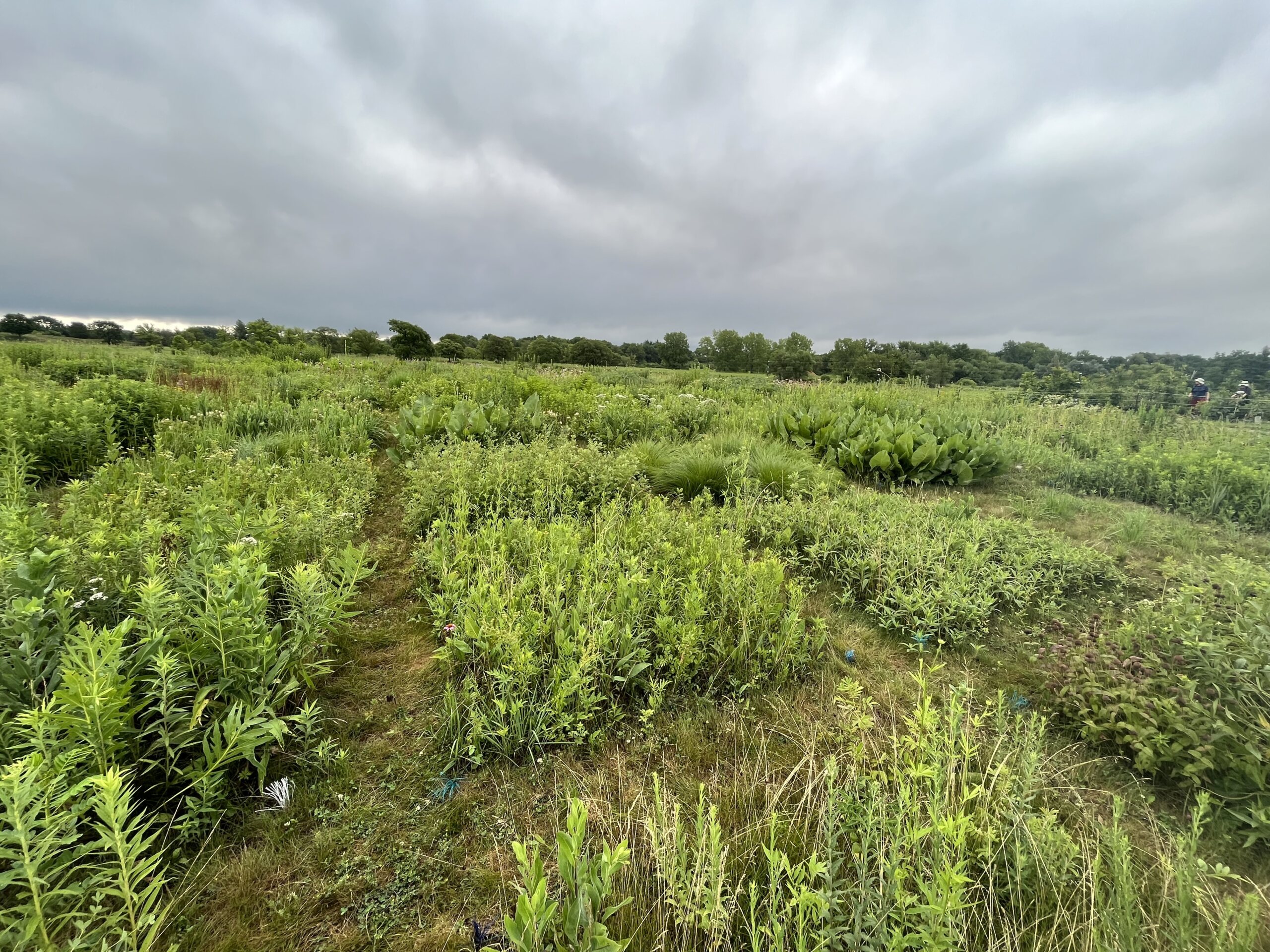 Student Blog Series | The Morton Arboretum