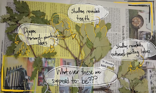 The Morton Arboretum