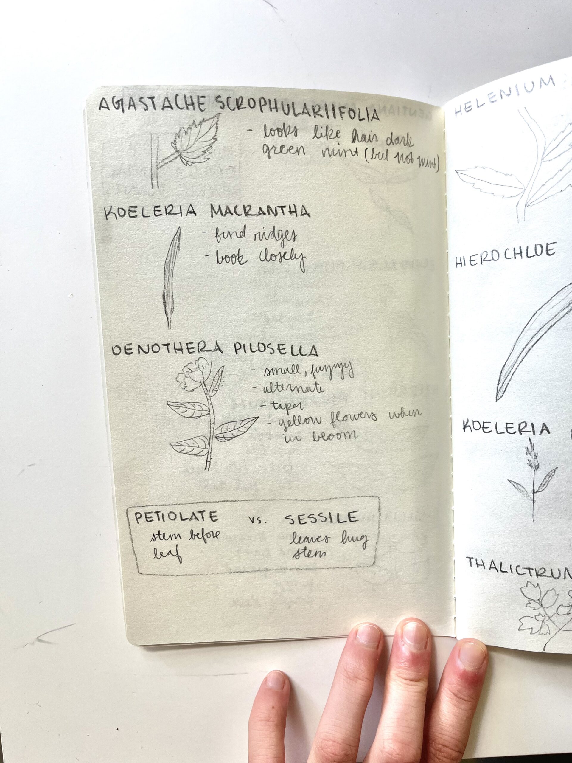 The Morton Arboretum