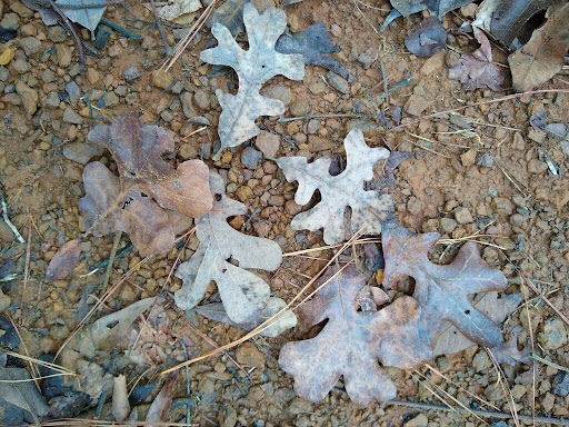 The Morton Arboretum