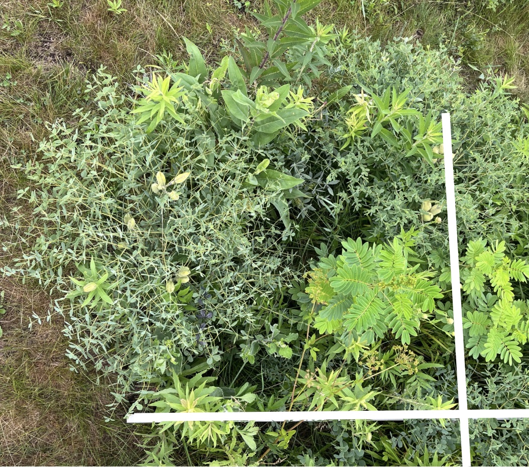 The Morton Arboretum
