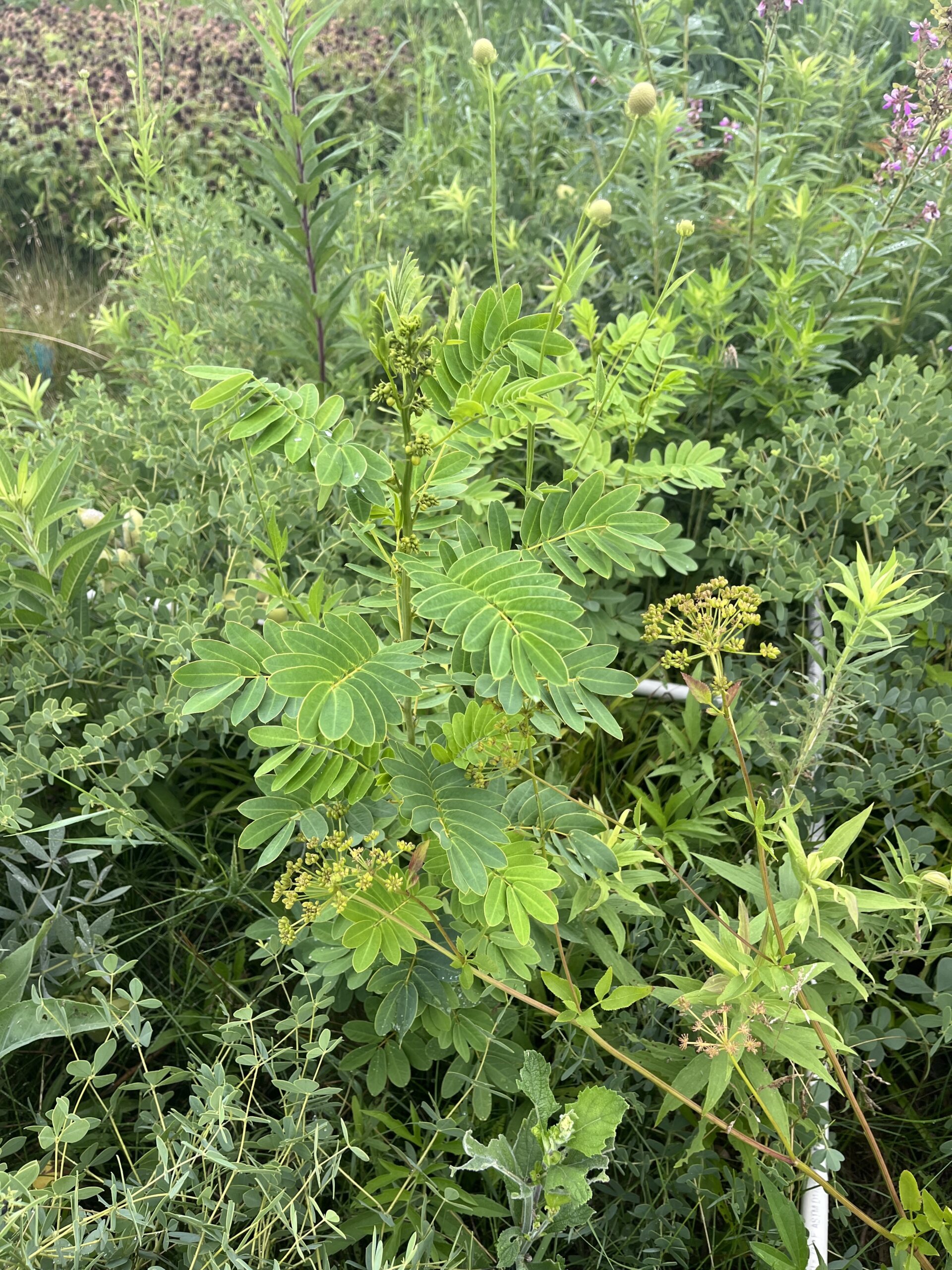 The Morton Arboretum
