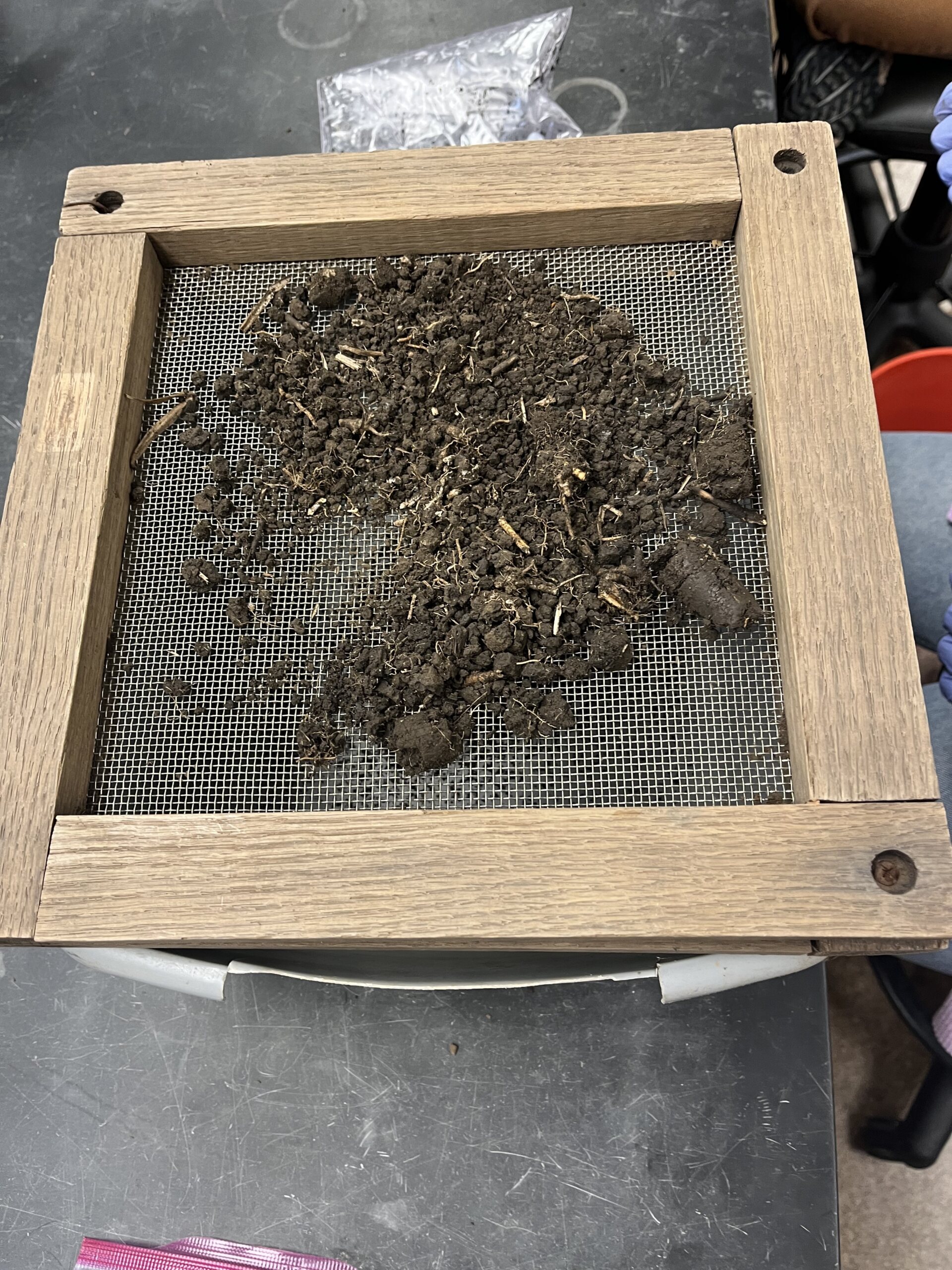 The Morton Arboretum