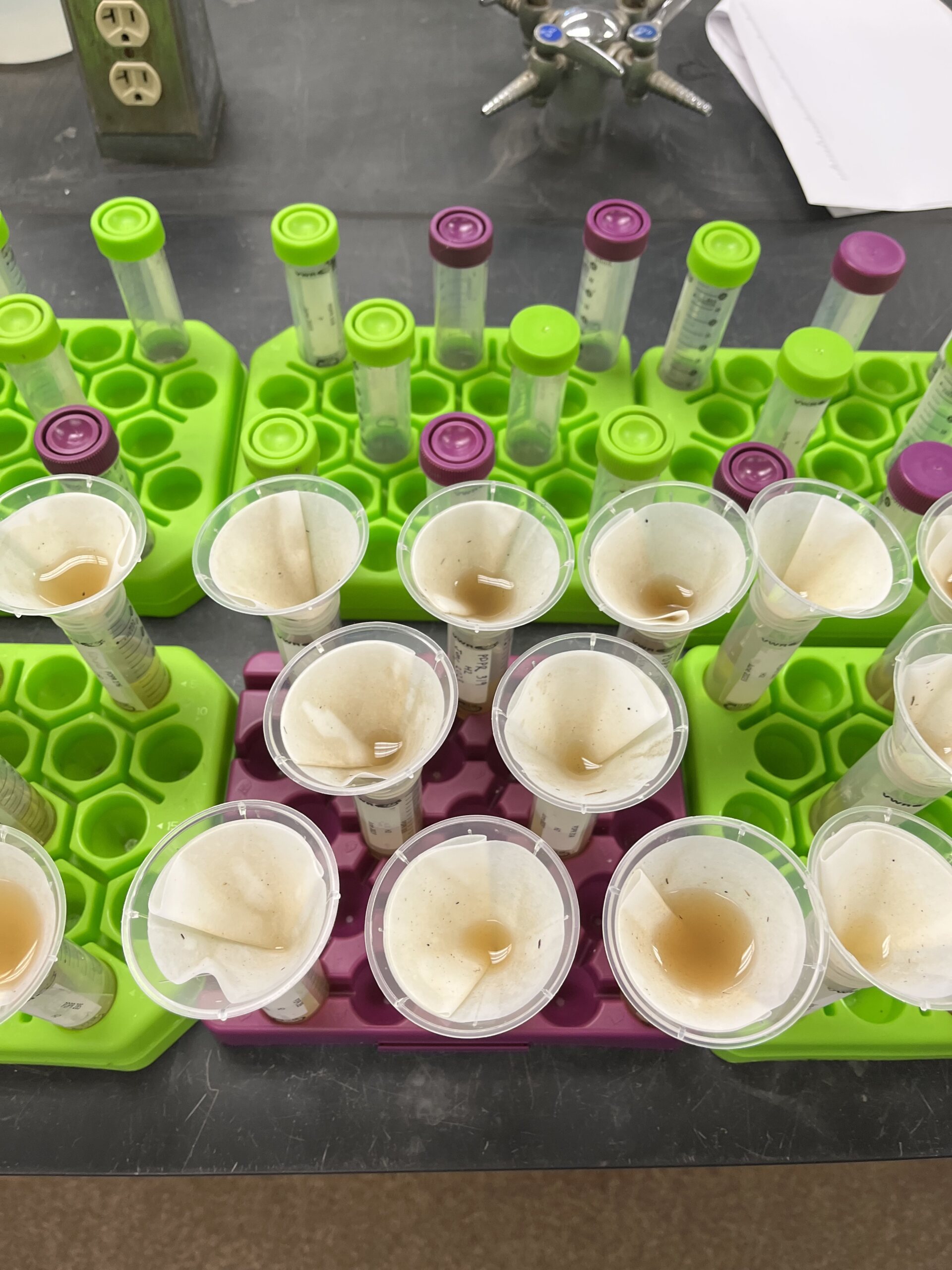 The Morton Arboretum