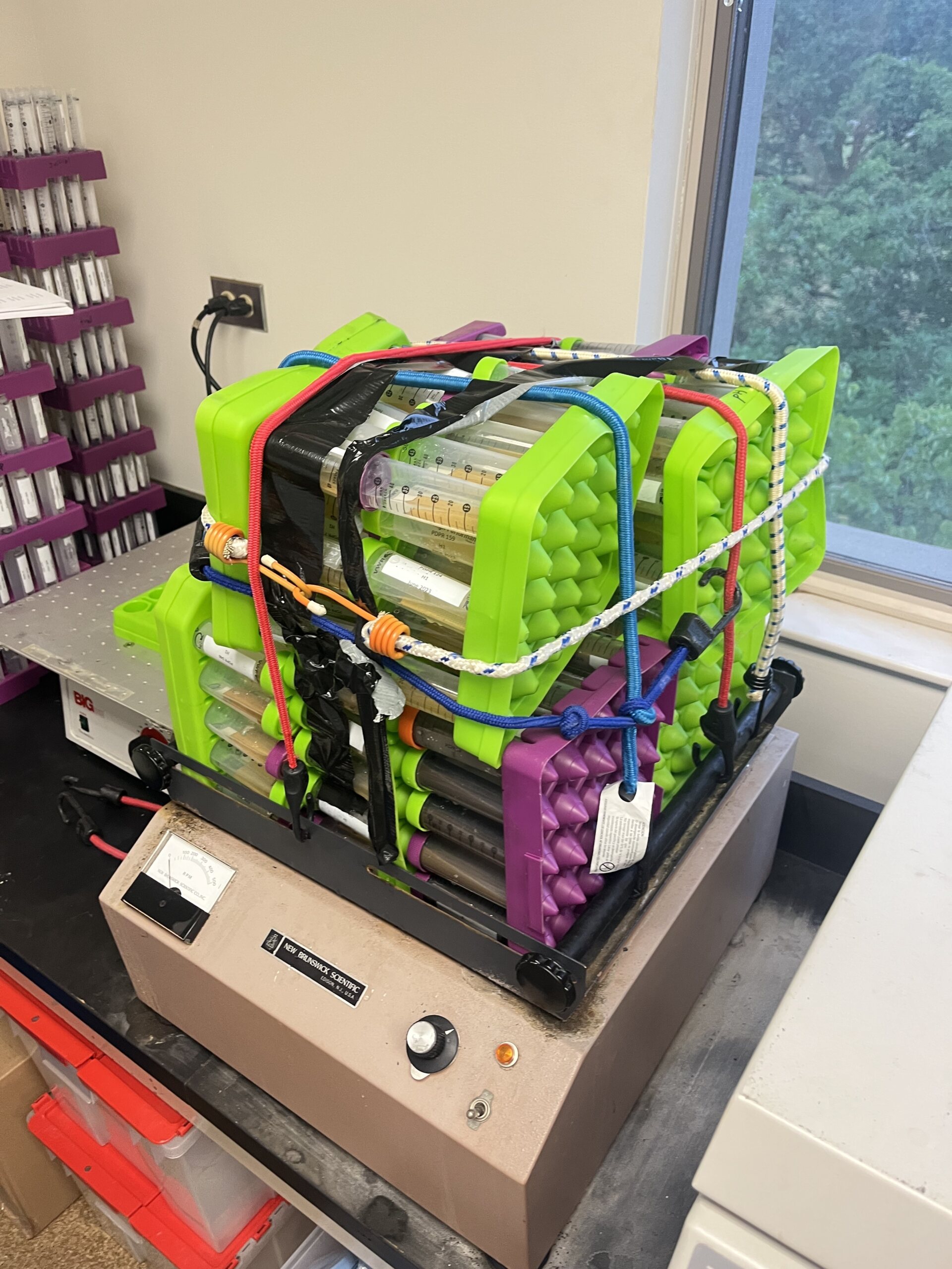 The Morton Arboretum