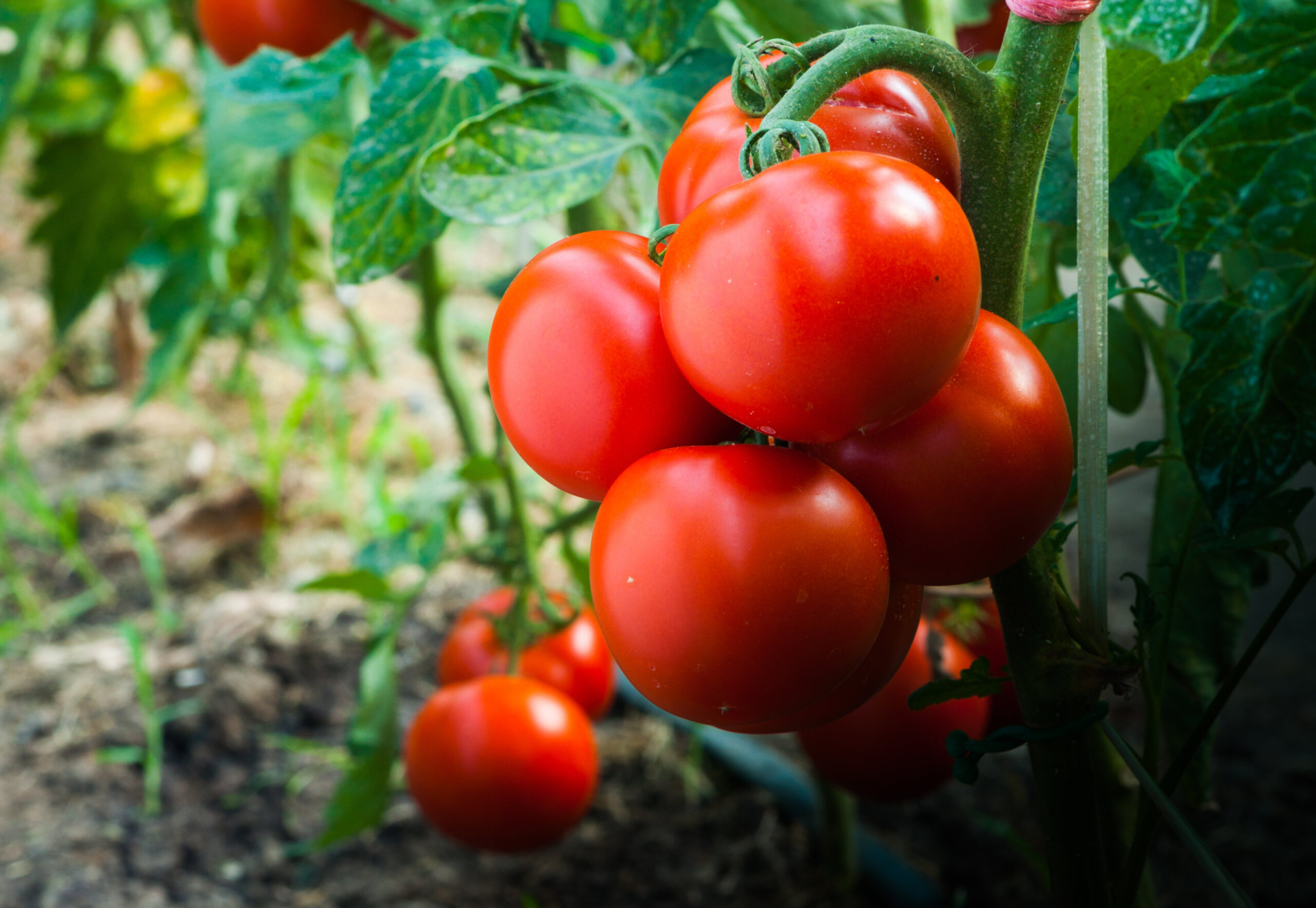 Ripe tomatoes on the vine in a garden