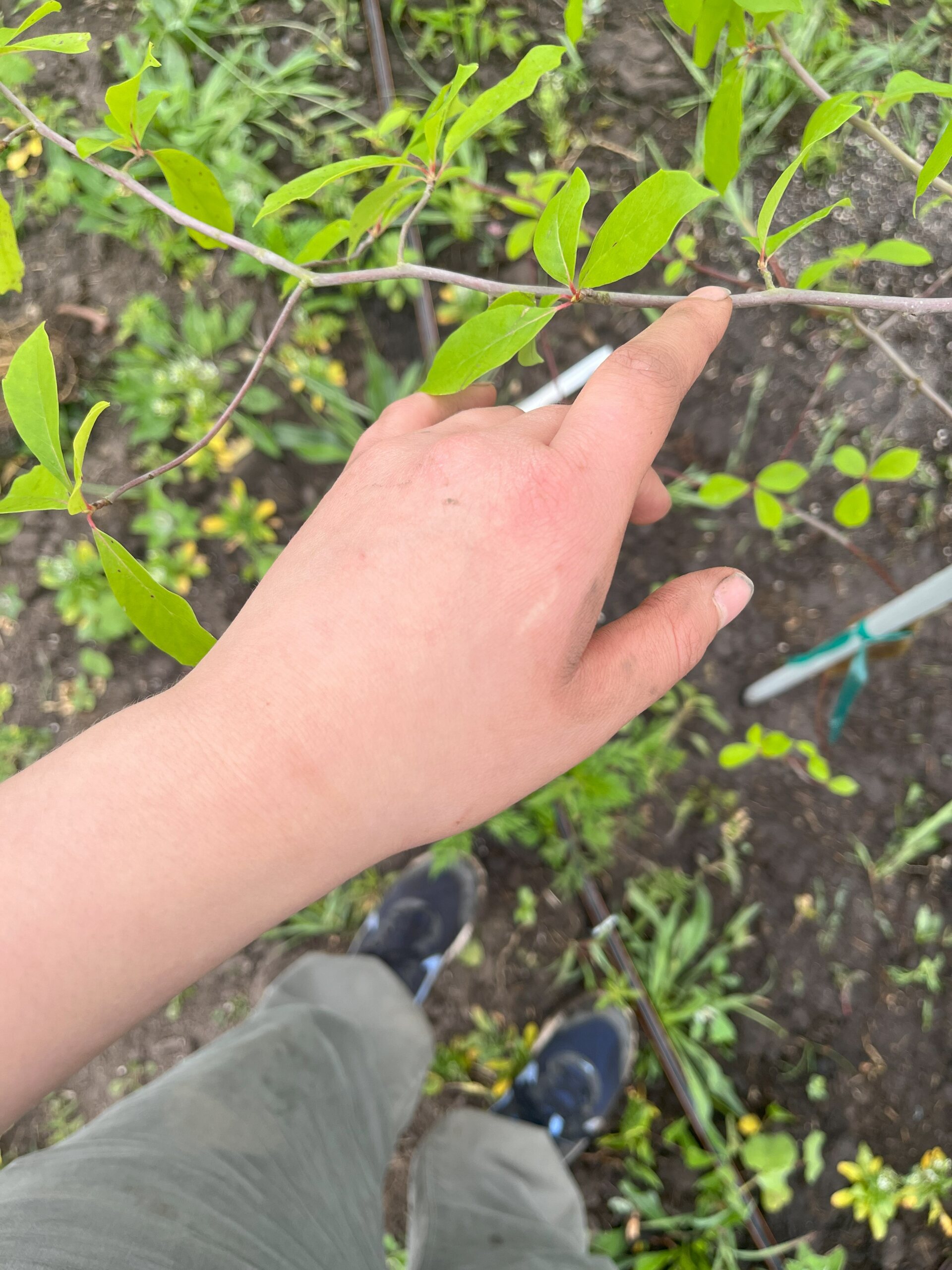 The Morton Arboretum