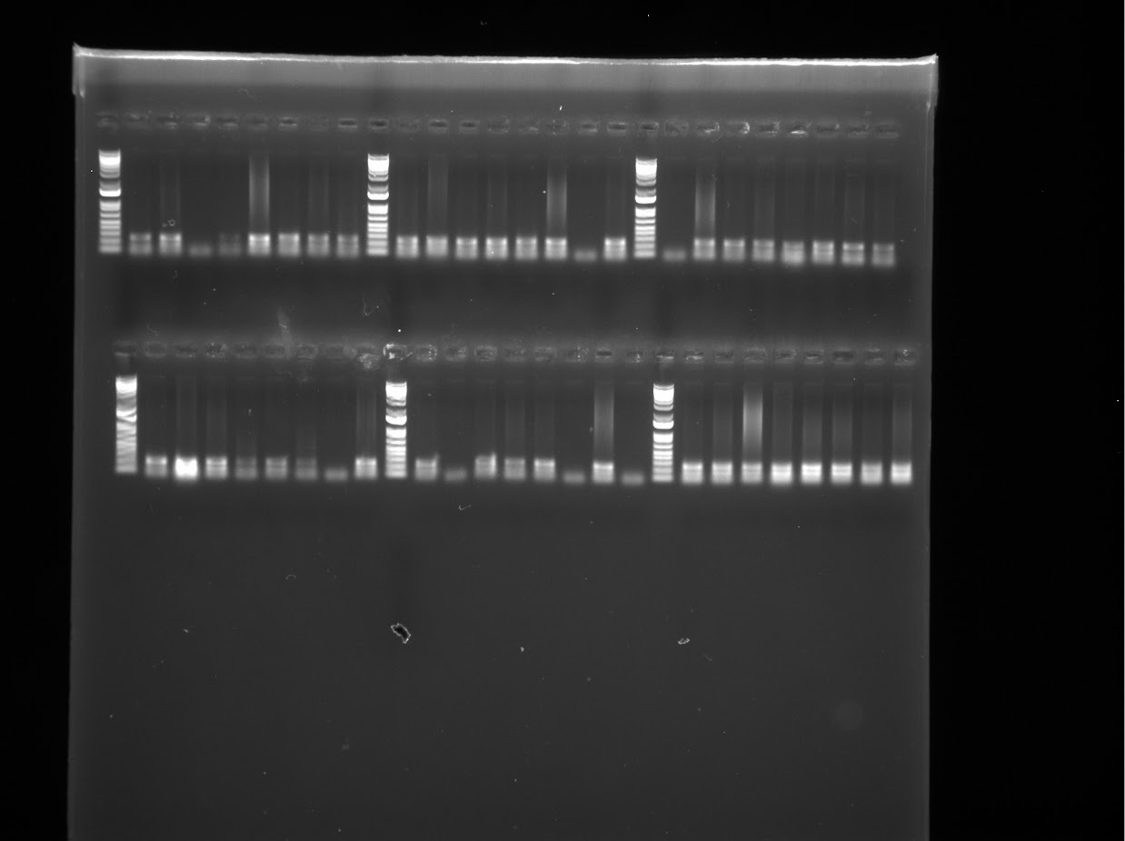 The Morton Arboretum