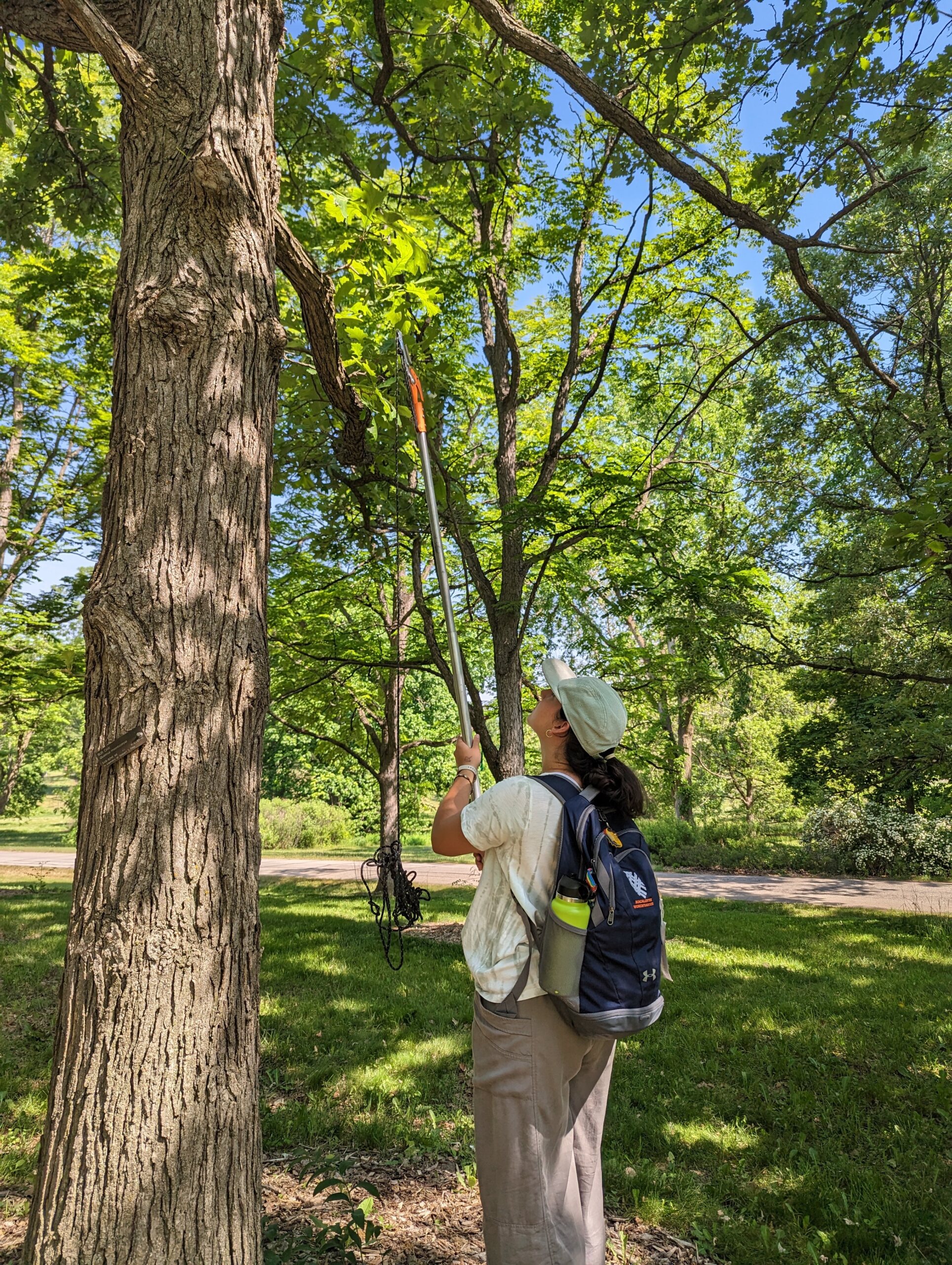 The Morton Arboretum
