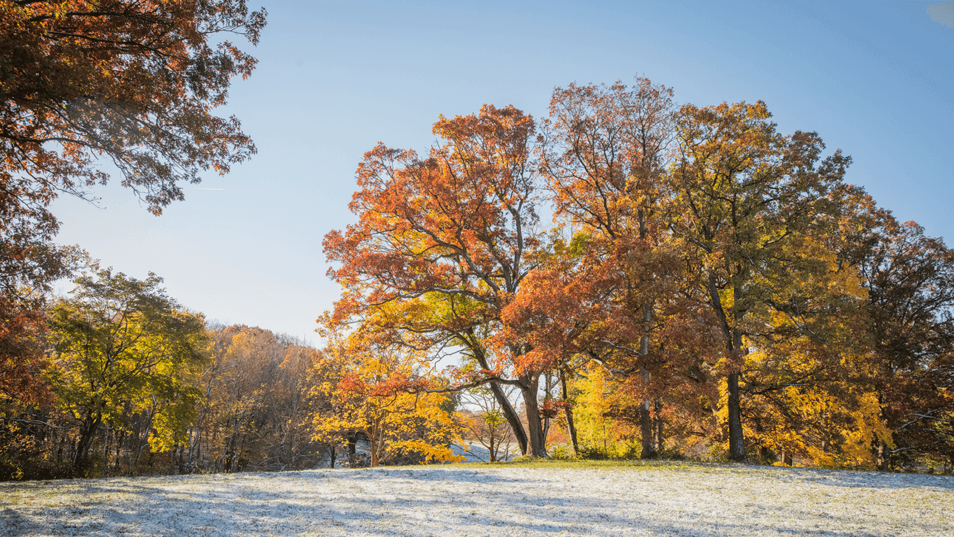 Photograph of tree displaying fall color with snowy ground