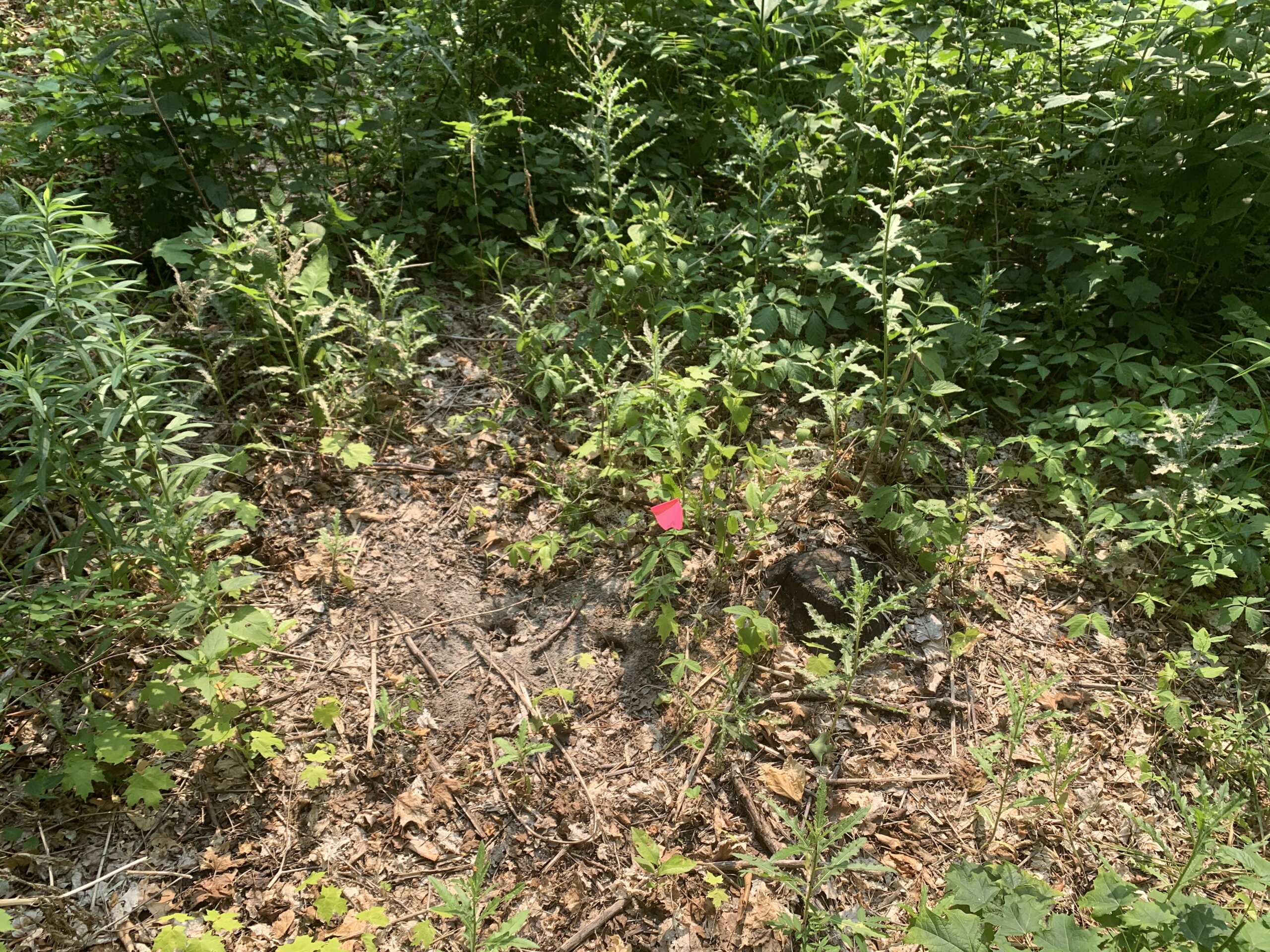 The Morton Arboretum