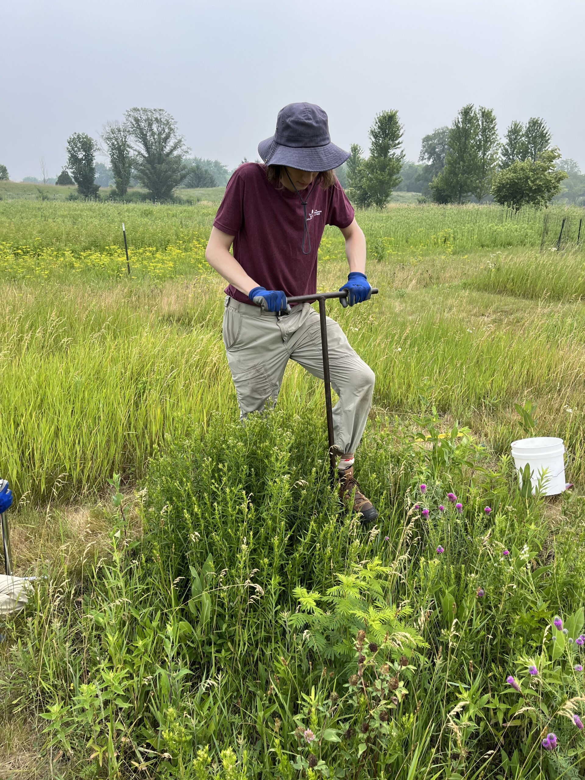 The Morton Arboretum