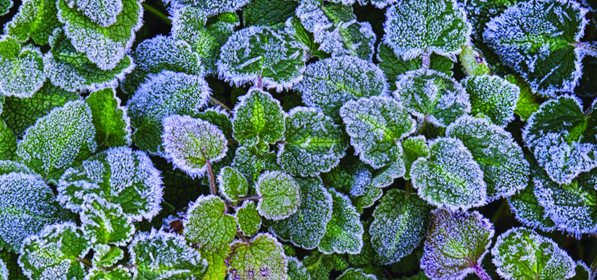 Close up photo of green leaves covered with frost.