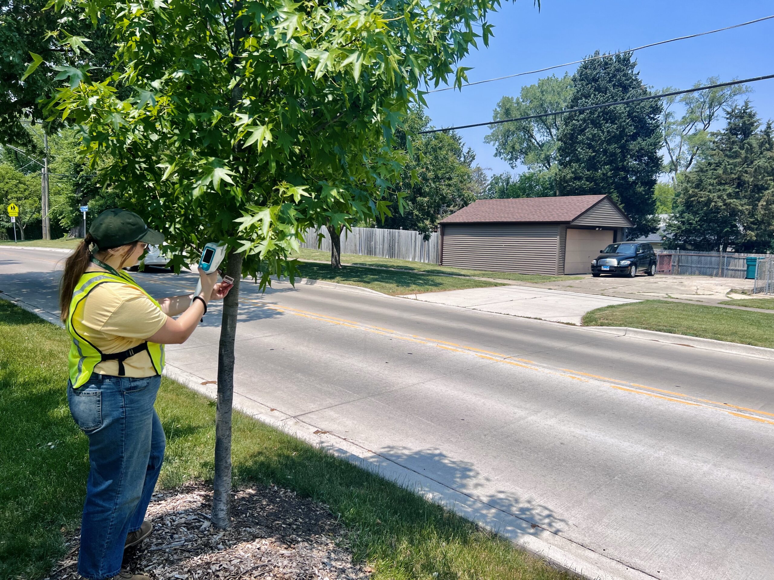 The Morton Arboretum