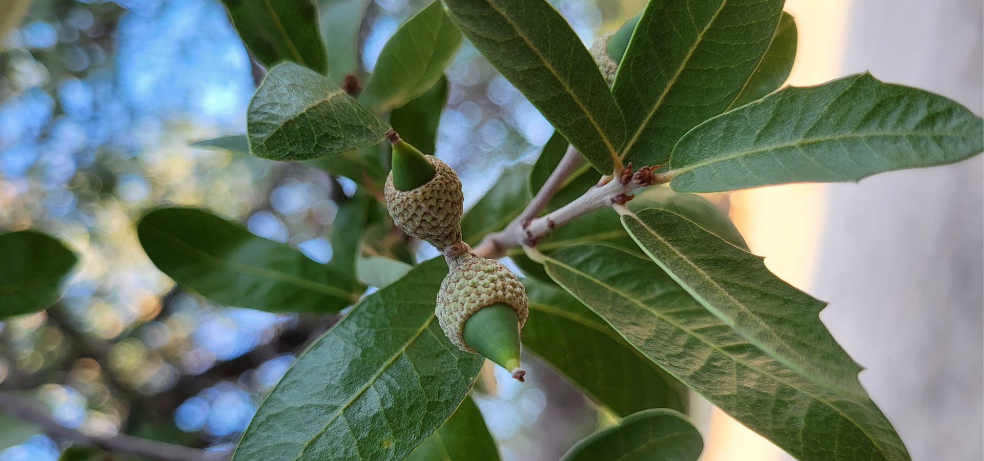 Acorns grow on a Quercus brandegeei in the wild
