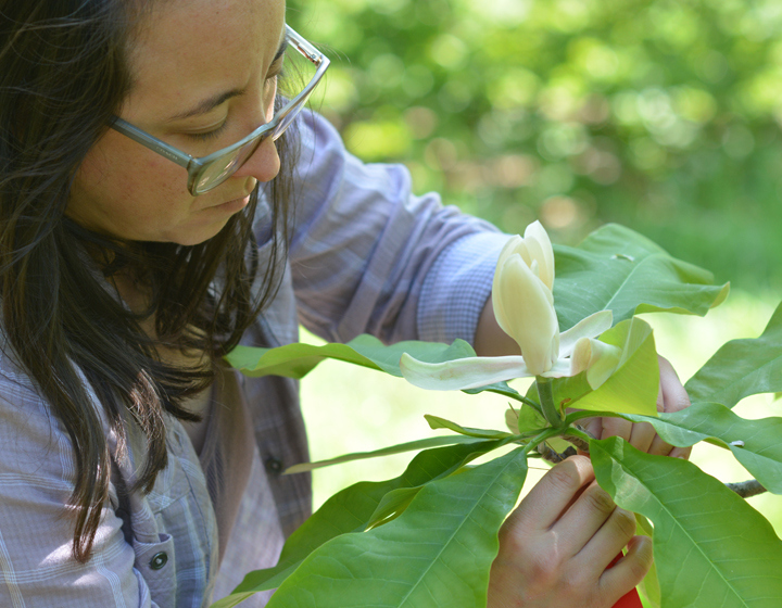 Kim Shearer cross pollinates at magnolia flower in summer