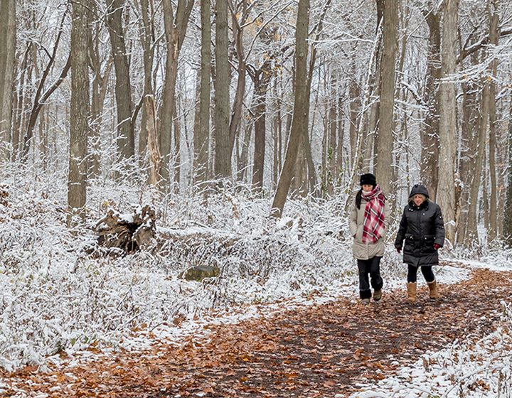 The Morton Arboretum