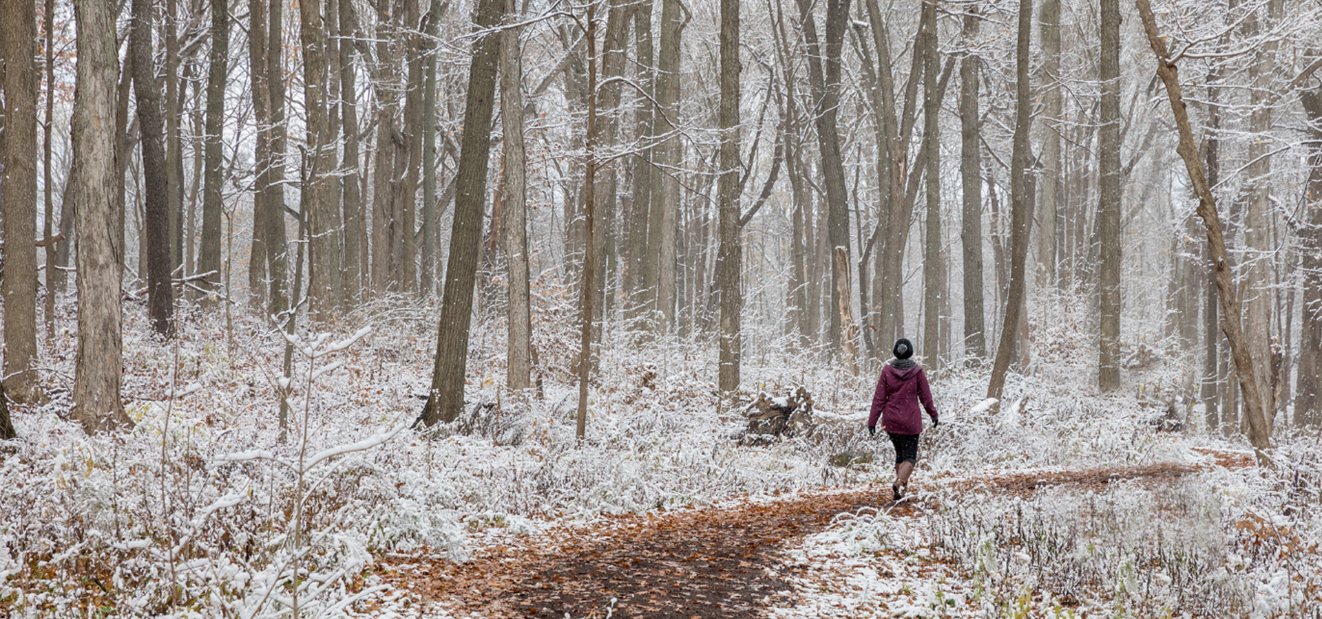 A guest walks in the east woods with freshly covered snow among the tall beautiful trees