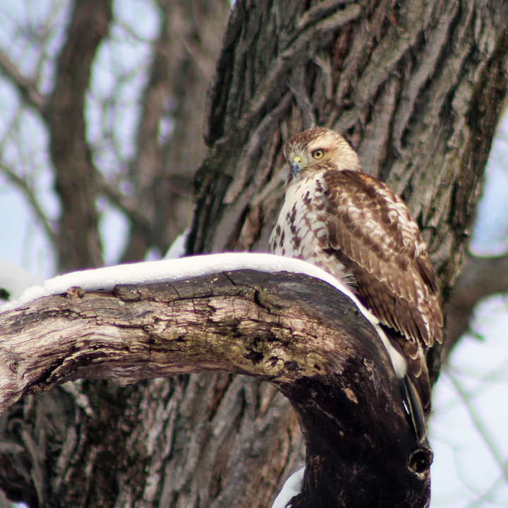 A large hawk in a tree in winter