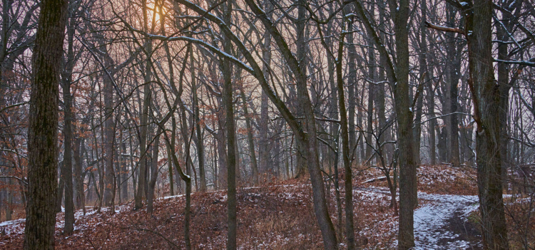 The Morton Arboretum