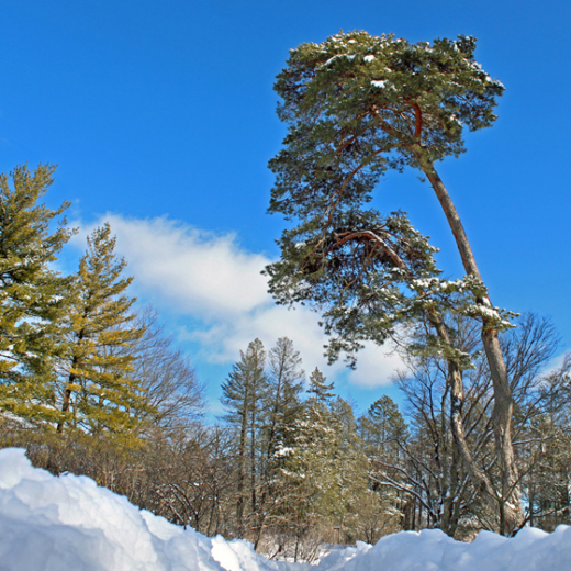 Pine Diseases  The Morton Arboretum