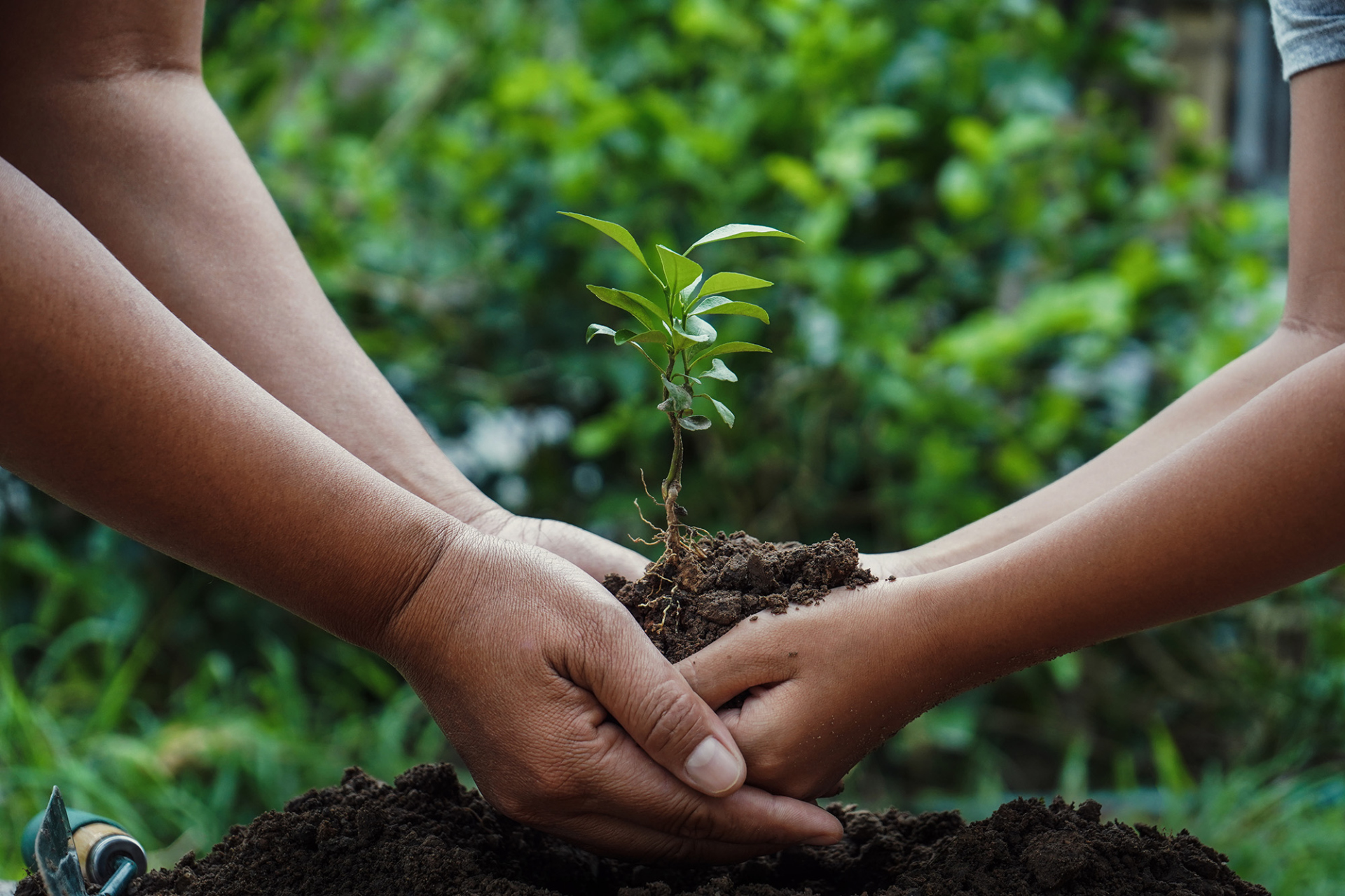 Two black women plant a tree in soil