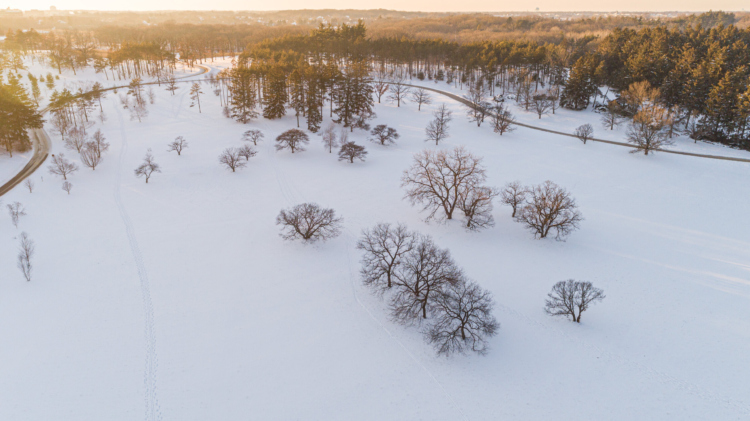 The Morton Arboretum