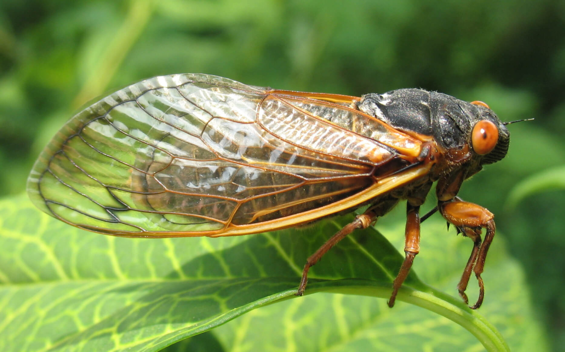 The Morton Arboretum