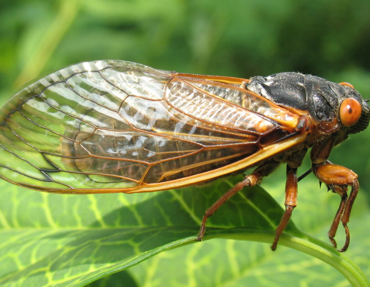 The Morton Arboretum