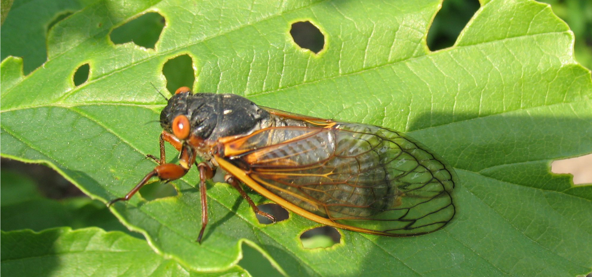 Photograph of adult periodical cicada on leaf