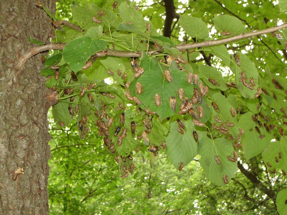 The Morton Arboretum