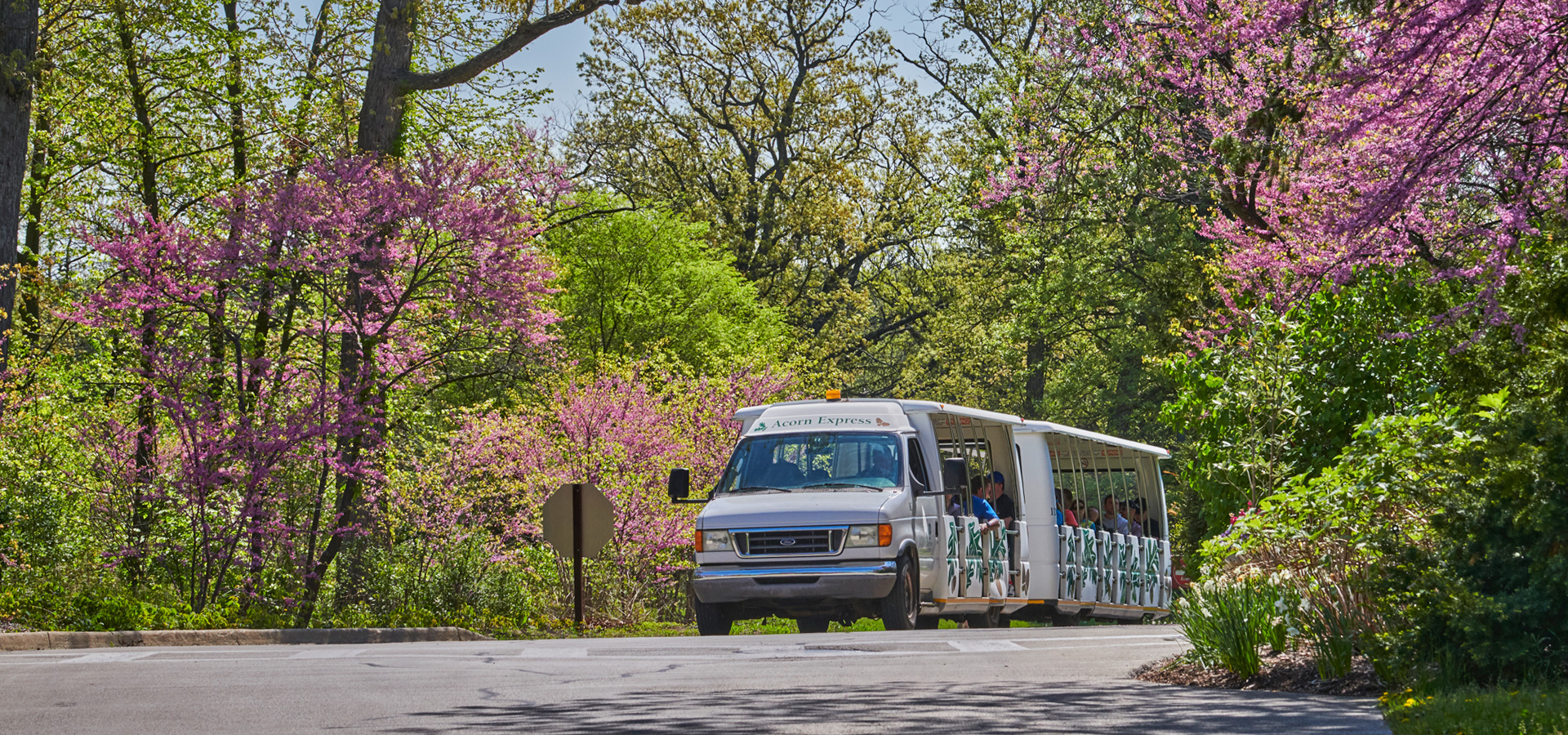 The acorn express tram drives under the blooming red buds in early spring