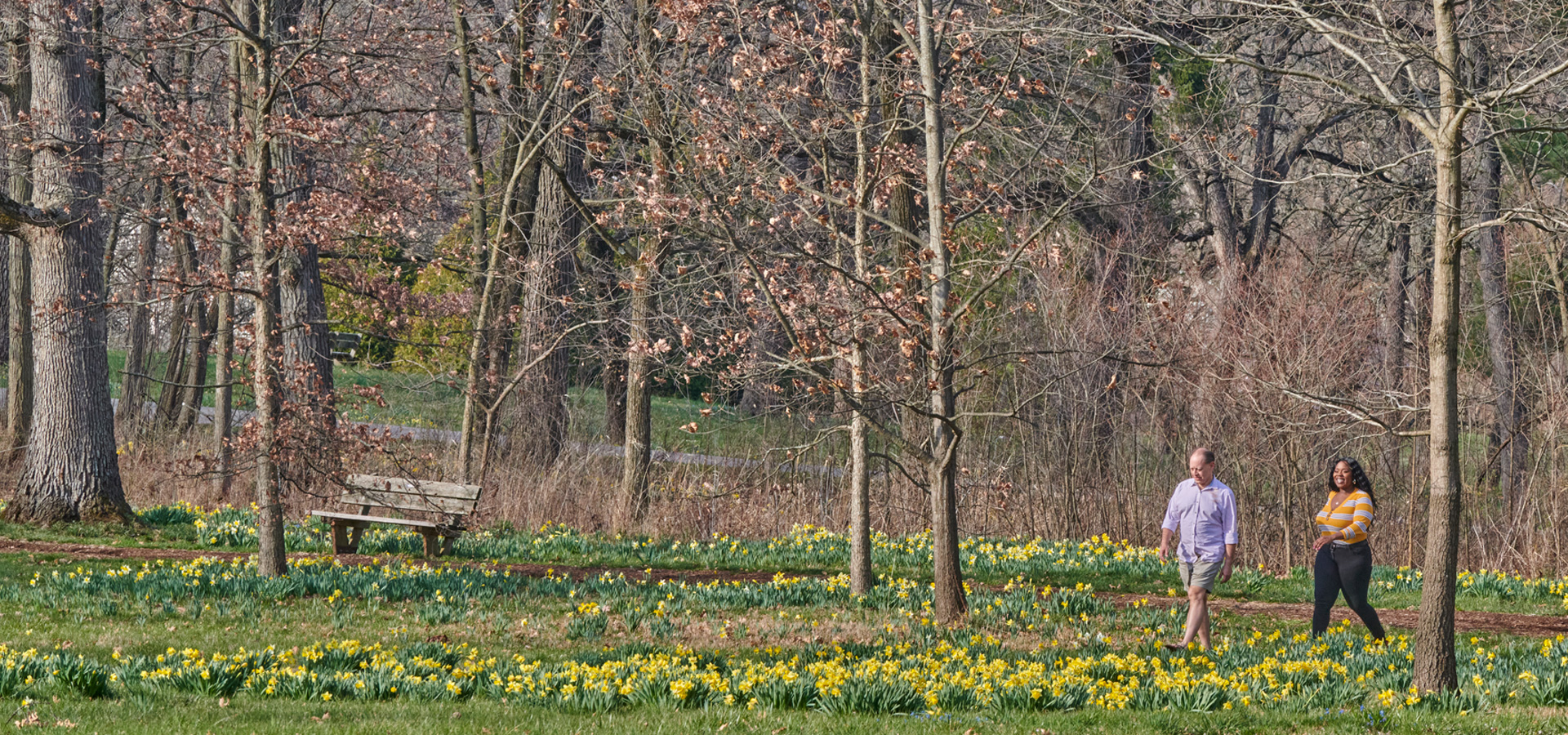 A couple walk among all of the blooming daffodils in early spring