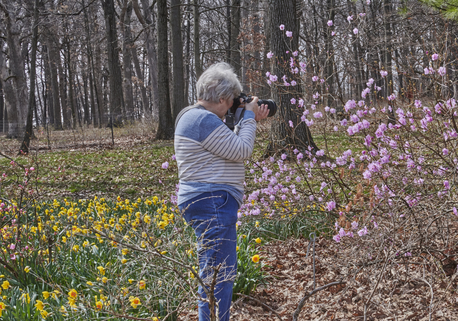 A woman photographing blooming pink flowers outside at the Arboretum.