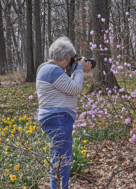 A woman photographing blooming pink flowers outside at the Arboretum.
