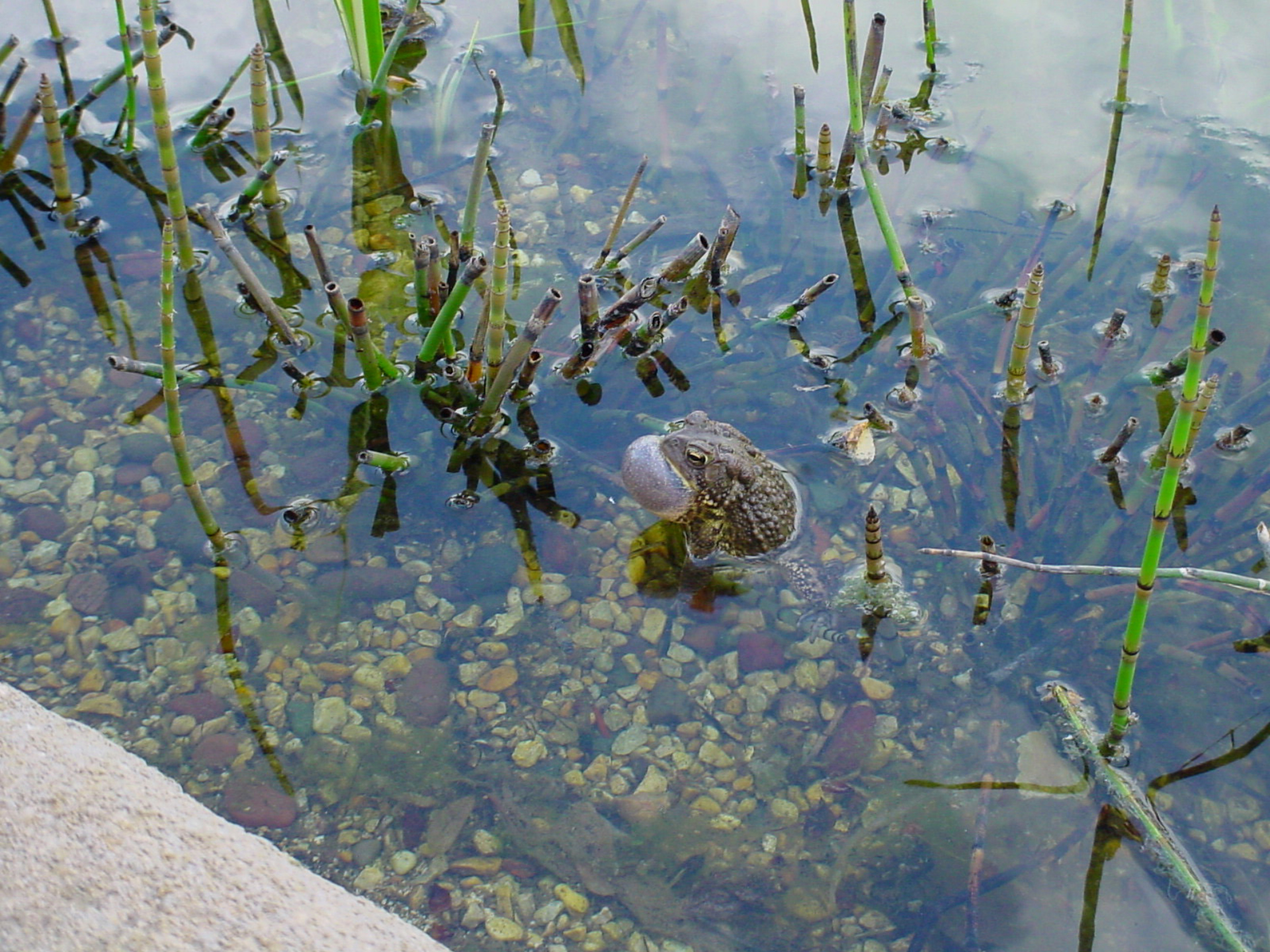 A frog sitting in Wonder Pond in the Children's Garden