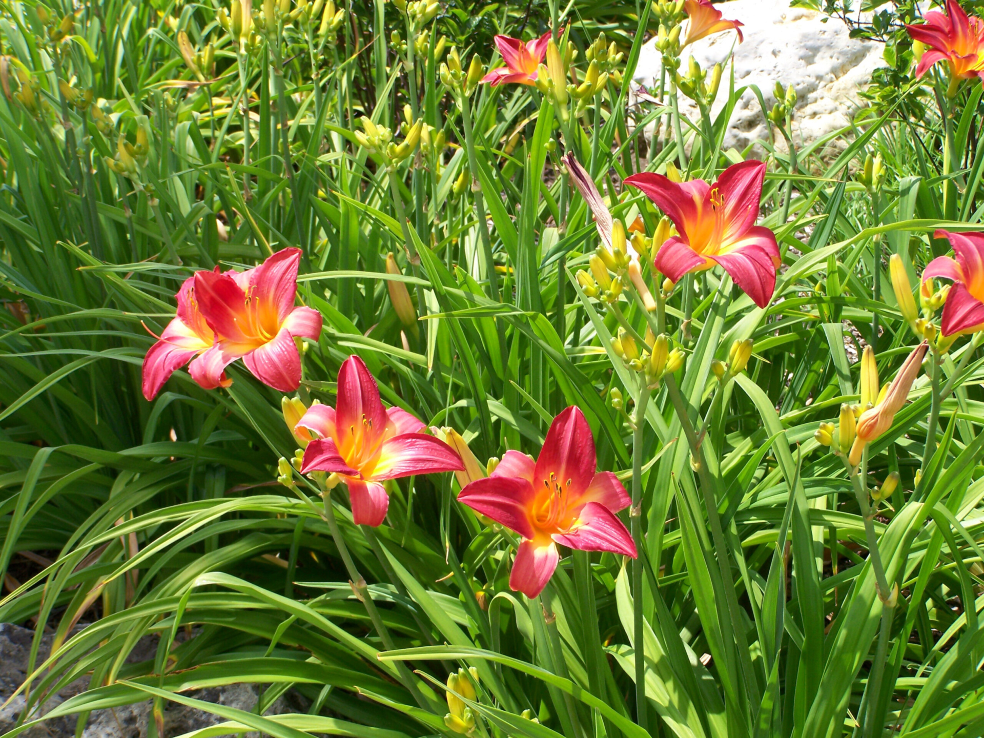 Daylilies in a garden bed.