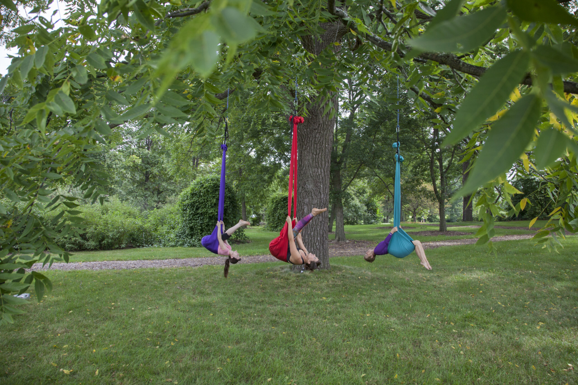 A group doing aerial yoga hanging from a large tree branch.