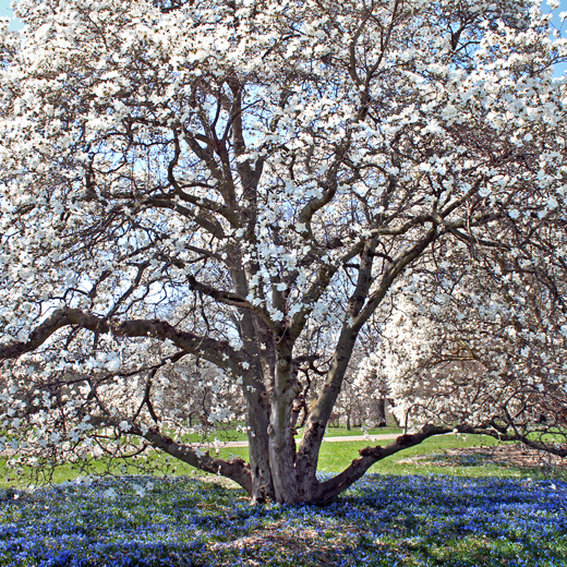 The Morton Arboretum | To Plant And Protect Trees For A Greener ...