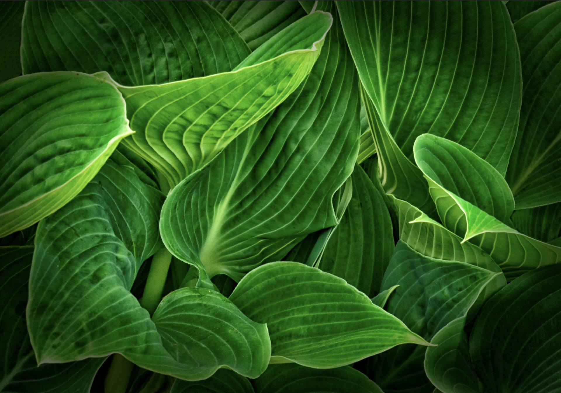 Close up photo of Hosta leaves.
