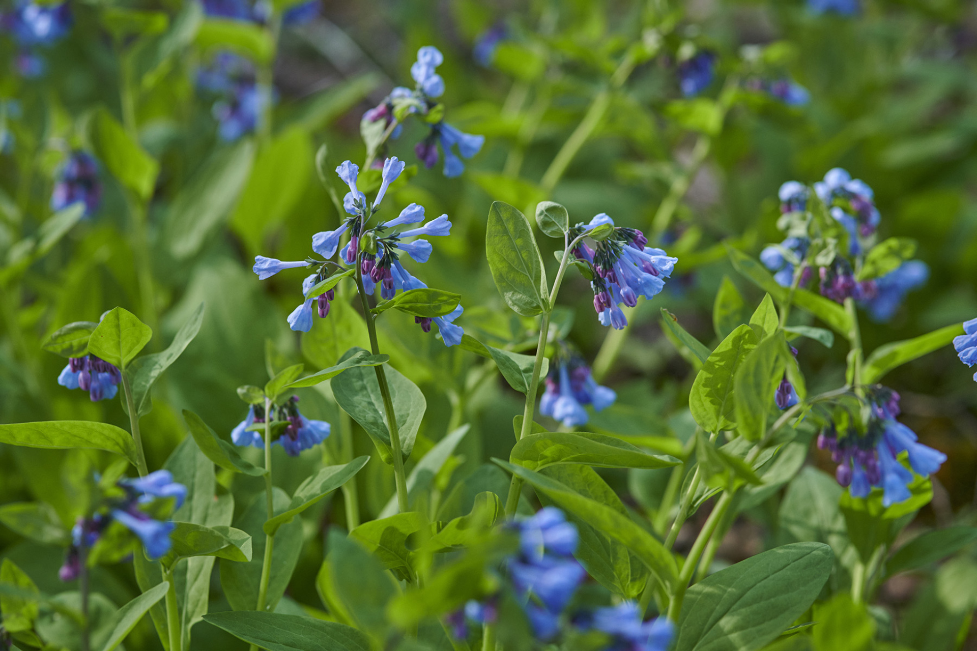 Virginia bluebells blooming in spring. Small blue flowers and purple buds with green stems and leaves.