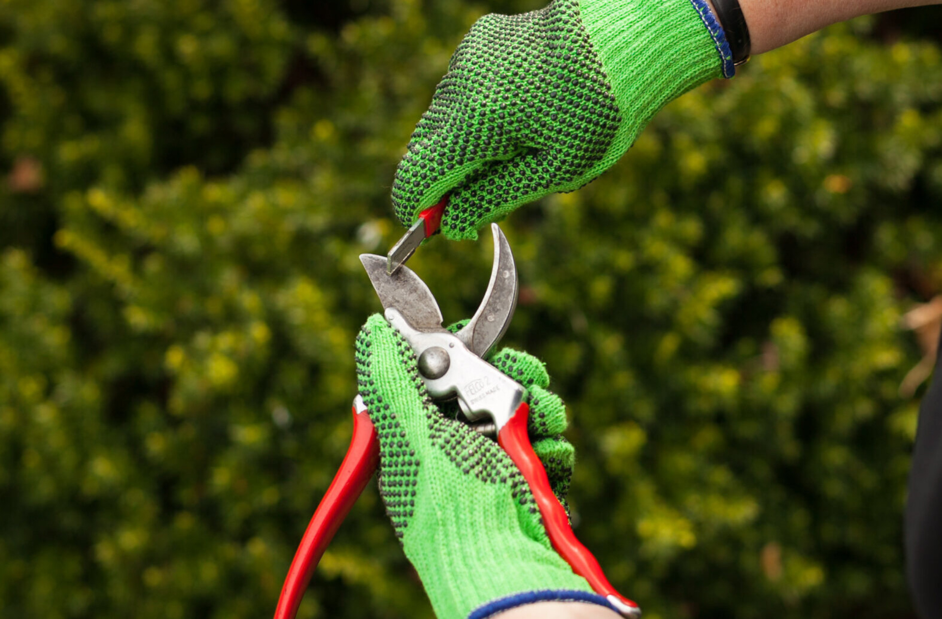 Close up photograph of a gardener's hands sharpening a pair of gardening pruners