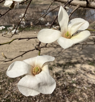 Spring Bloom Report: March 15 – March 21, 2024 | The Morton Arboretum