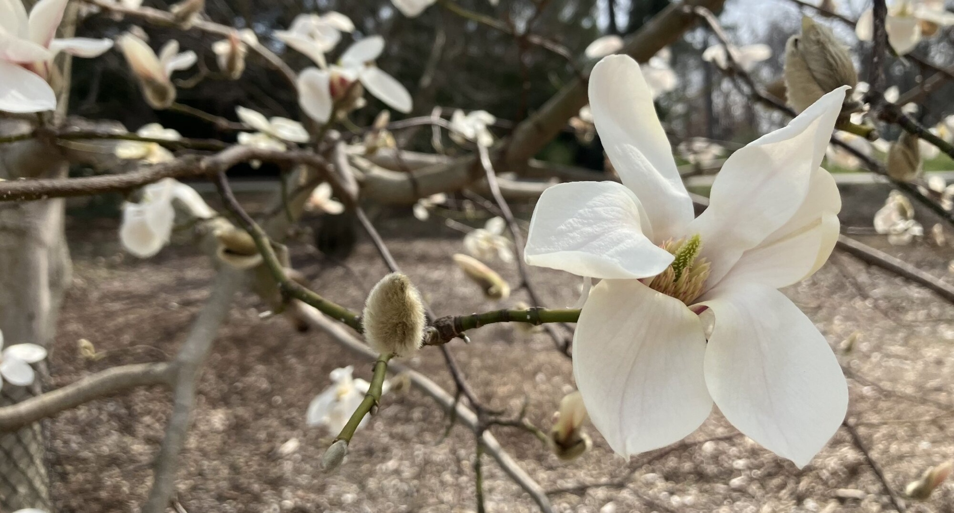 Photograph of Chinese willow-leaved magnolia flowers