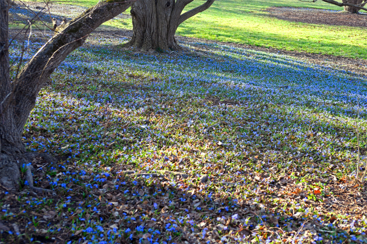 The Morton Arboretum