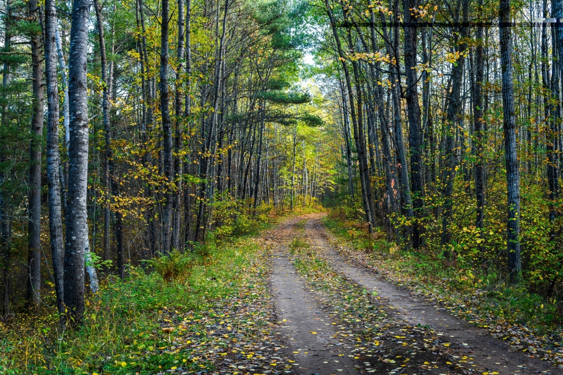Photograph of woodland trail by photographer Christine Foley