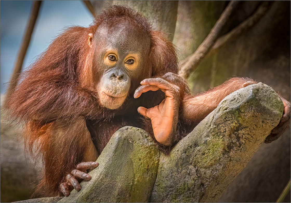 Photograph of young orangutan by photographer Jim Bodkin