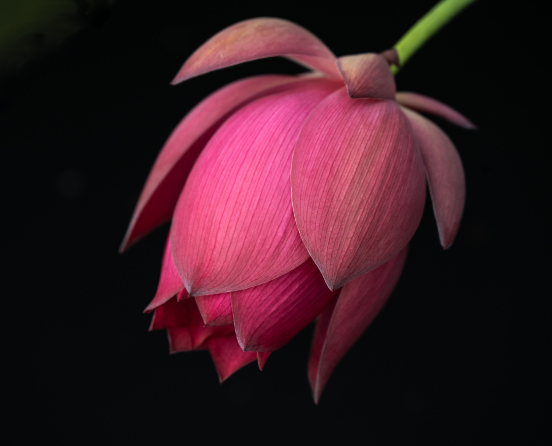 Close up photograph of lotus flower blooms by Kathleen Leisten
